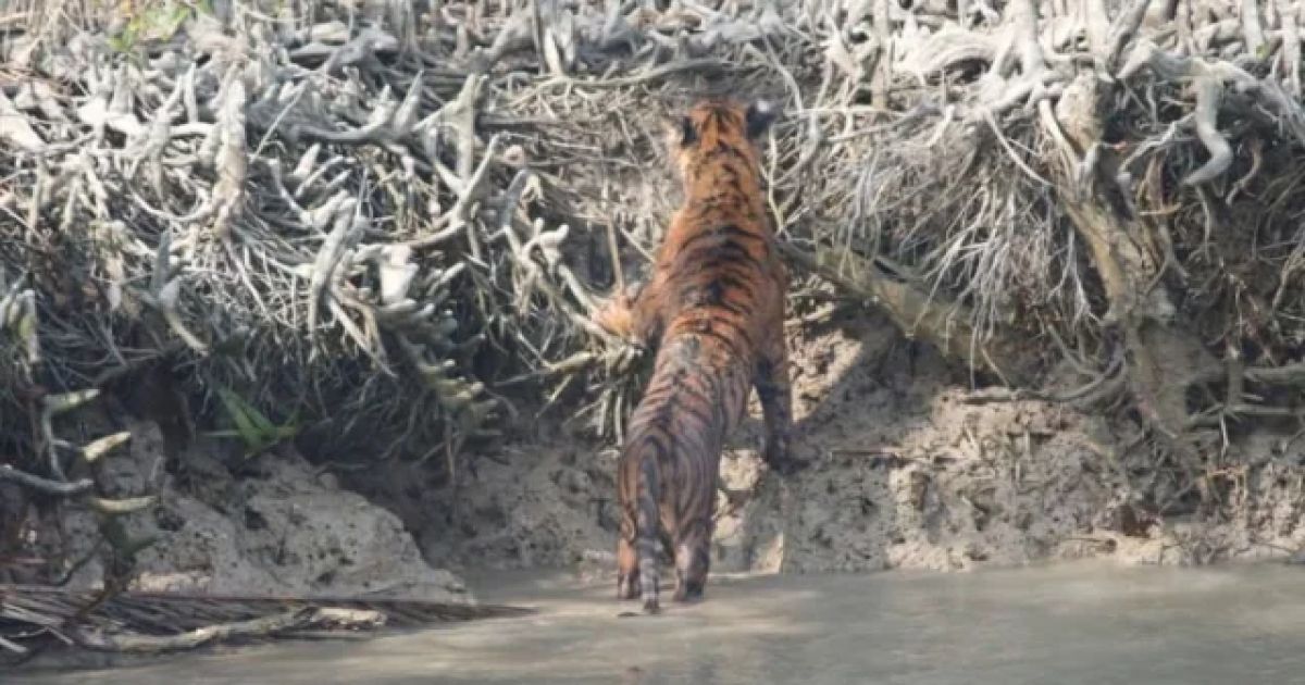 হুংকার দিয়ে হঠাৎ পর্যটকের মুখোমুখি একসঙ্গে তিন বাঘ