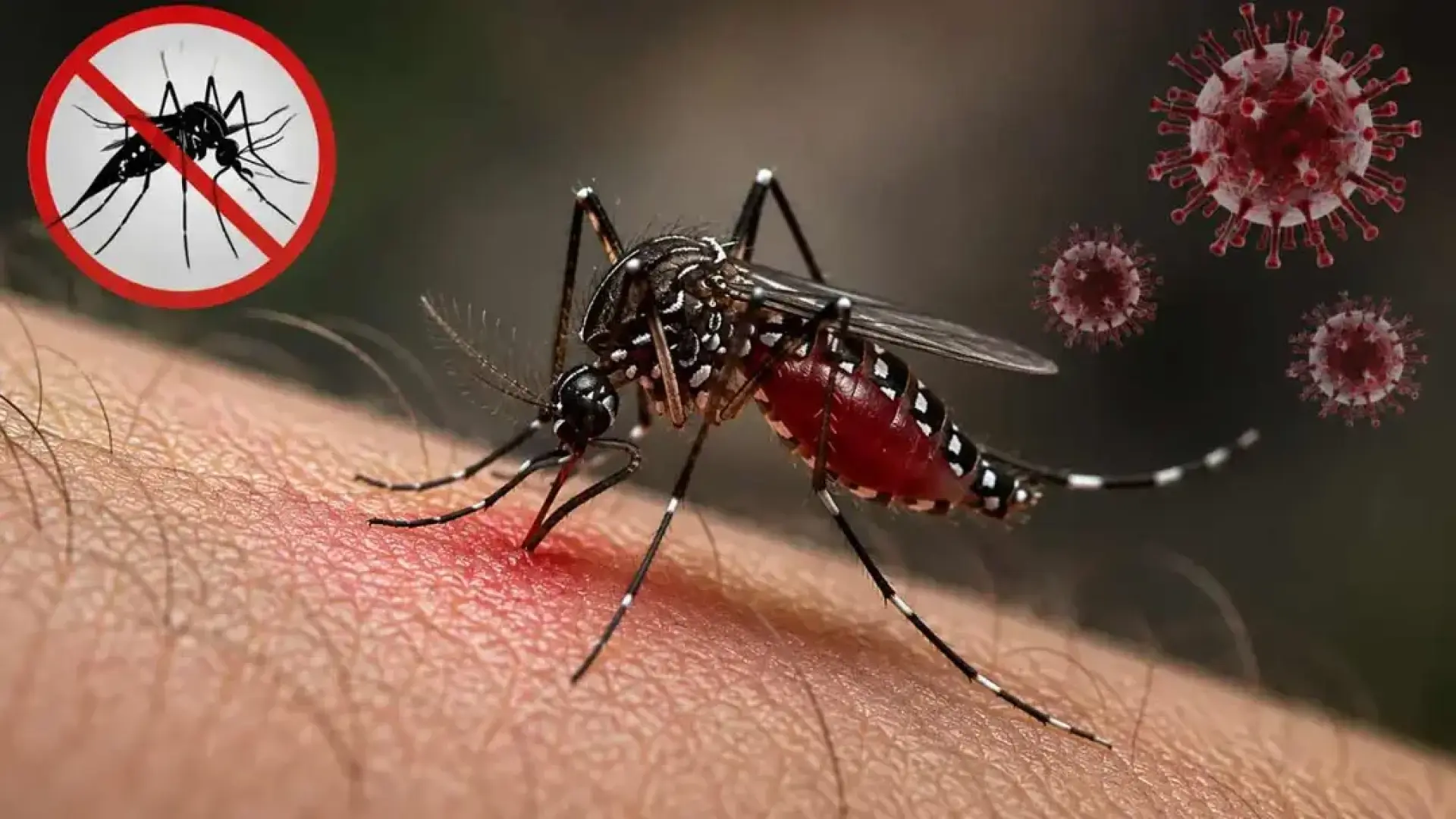 ২৪ ঘণ্টায় ডেঙ্গুতে ১১ প্রাণহানি, হাসপাতালে ভর্তি ২ হাজারের বেশি